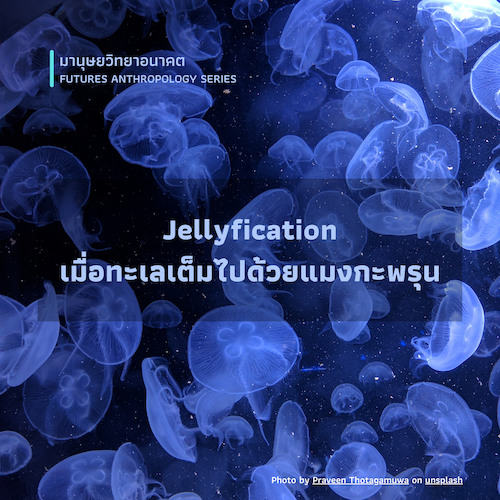 รูปภาพของ Jellyfication เมื่อทะเลเต็มไปด้วยแมงกะพรุน