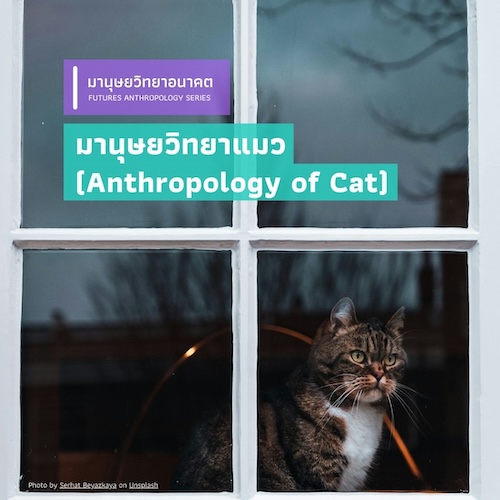 มานุษยวิทยาแมว (Anthropology of Cat)