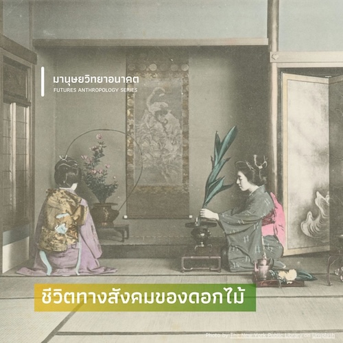 ชีวิตทางสังคมของดอกไม้