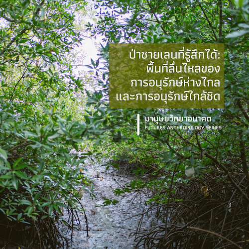 ป่าชายเลนที่รู้สึกได้: พื้นที่ลื่นไหลของการอนุรักษ์ห่างไกล และการอนุรักษ์ใกล้ชิด